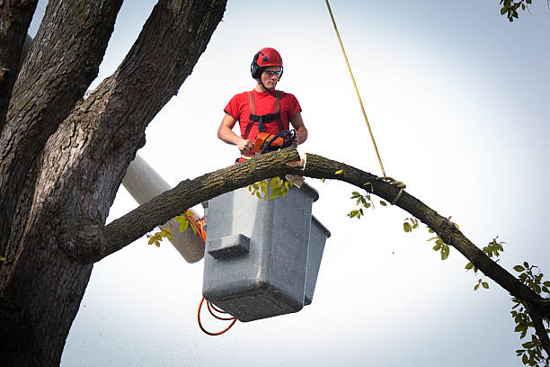 Best Tree Trimming and Pruning  in Brinckerhoff, NY