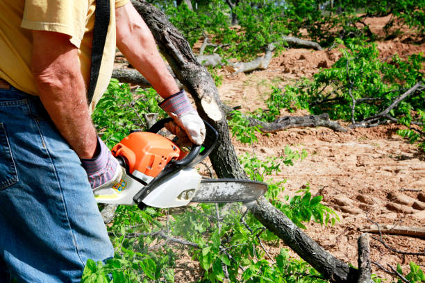 Reliable Brinckerhoff, NY Tree Removal Solutions